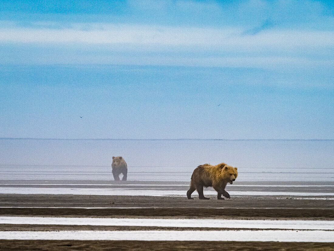 Coastal Brown Bears (Ursus arctos horribilis) in the fog at low tide in Hallo Bay, Katmai National Park and Preserve, Alaska