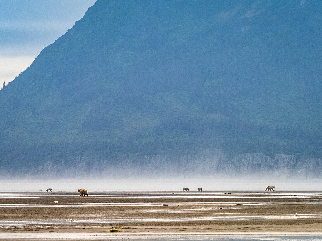 Coastal Brown Bears (Ursus arctos horribilis) digging clams at low tide in Hallo Bay, Katmai National Park and Preserve, Alaska