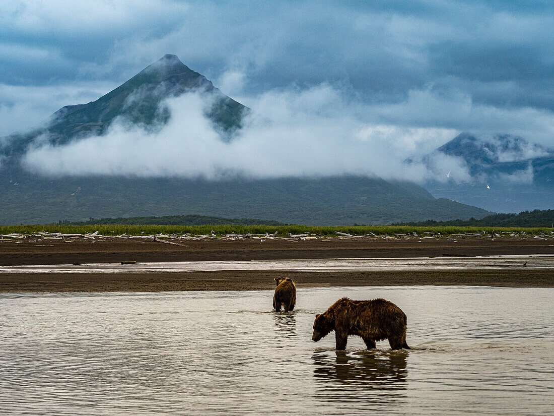 Coastal Brown Bears (Ursus arctos horribilis) fishing for salmon in tidal pool, mudflats at low tide in Hallo Bay, Katmai National Park and Preserve, Alaska