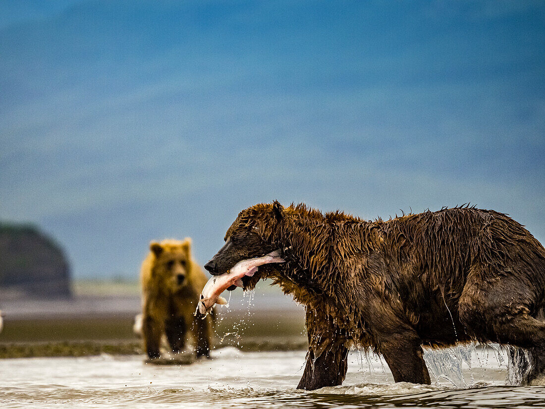 Grizzlybären (Ursus arctos horribilis) beim Lachsfang in einem Gezeitentümpel, Wattenmeer bei Ebbe in Hallo Bay, Katmai National Park and Preserve, Alaska