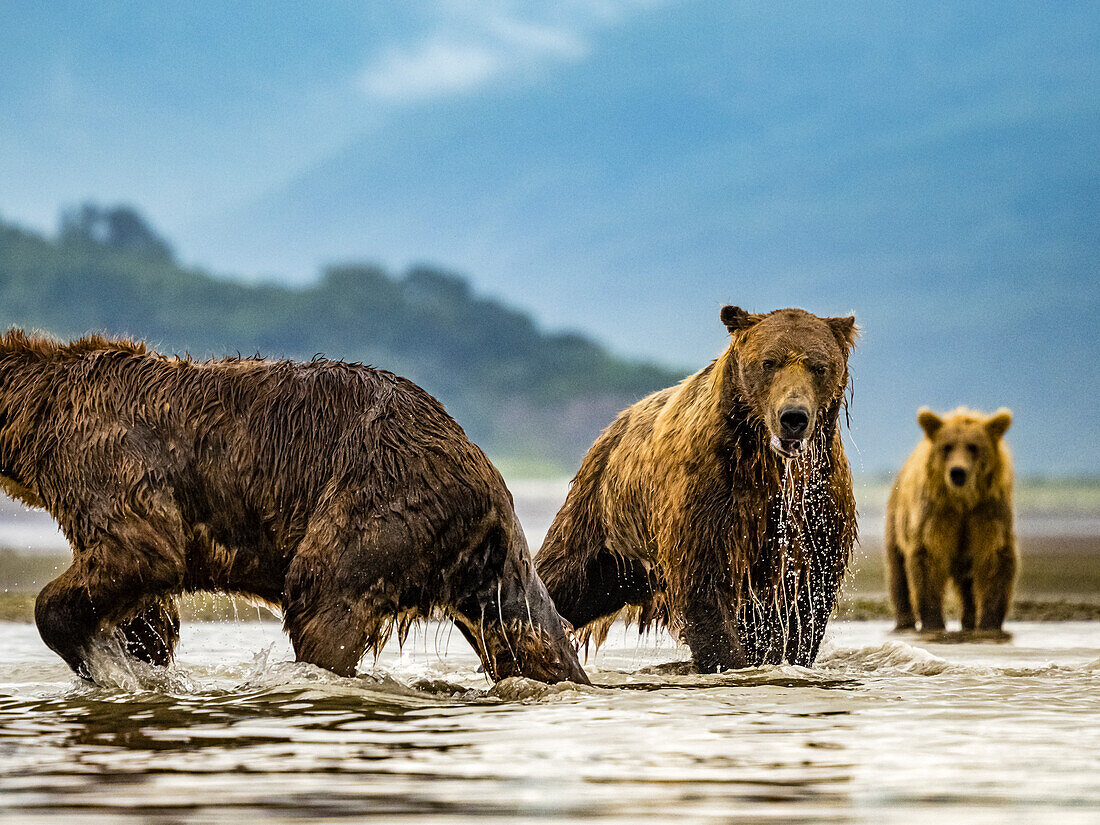 Grizzlybären (Ursus arctos horribilis) beim Lachsfang in einem Gezeitentümpel, Wattenmeer bei Ebbe in Hallo Bay, Katmai National Park and Preserve, Alaska