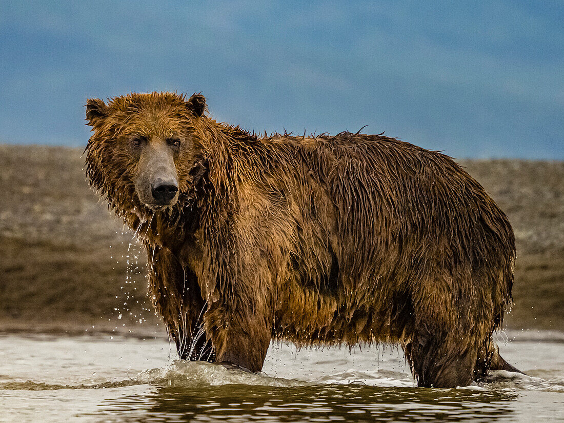 Coastal Brown Bear (Ursus arctos horribilis) fishing for salmon in tidal pool, mudflats at low tide in Hallo Bay, Katmai National Park and Preserve, Alaska