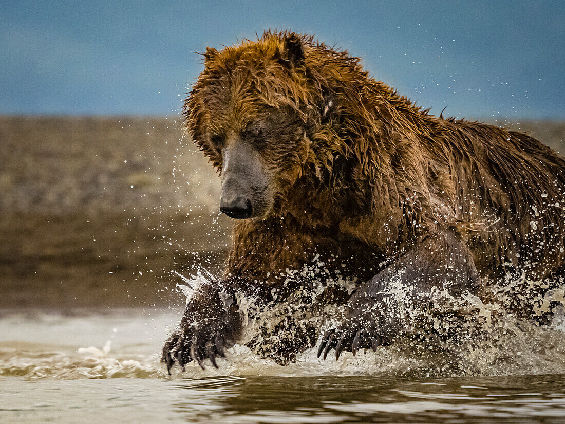 Grizzlybär (Ursus arctos horribilis) beim Lachsfang im Gezeitentümpel, Wattenmeer bei Ebbe in Hallo Bay, Katmai National Park and Preserve, Alaska