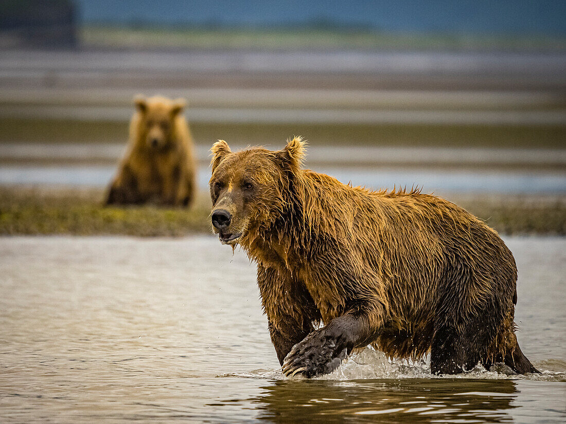 Coastal Brown Bears (Ursus arctos horribilis) fishing for salmon in tidal pool, mudflats at low tide in Hallo Bay, Katmai National Park and Preserve, Alaska