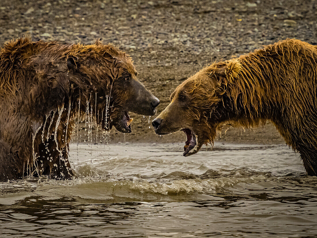 Grizzlybären (Ursus arctos horribilis) beim Lachsfang in einem Gezeitentümpel, Wattenmeer bei Ebbe in Hallo Bay, Katmai National Park and Preserve, Alaska