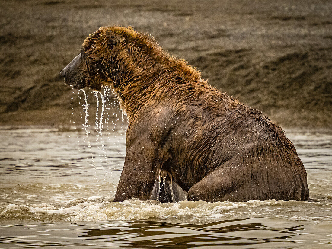 Coastal Brown Bear (Ursus arctos horribilis) fishing for salmon in tidal pool, mudflats at low tide in Hallo Bay, Katmai National Park and Preserve, Alaska