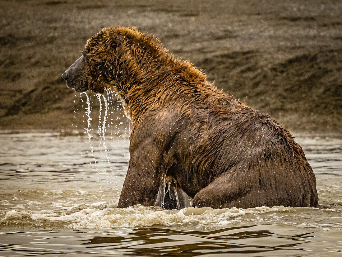 Grizzlybär (Ursus arctos horribilis) beim Lachsfang in einem Gezeitentümpel, Wattenmeer bei Ebbe in Hallo Bay, Katmai National Park and Preserve, Alaska