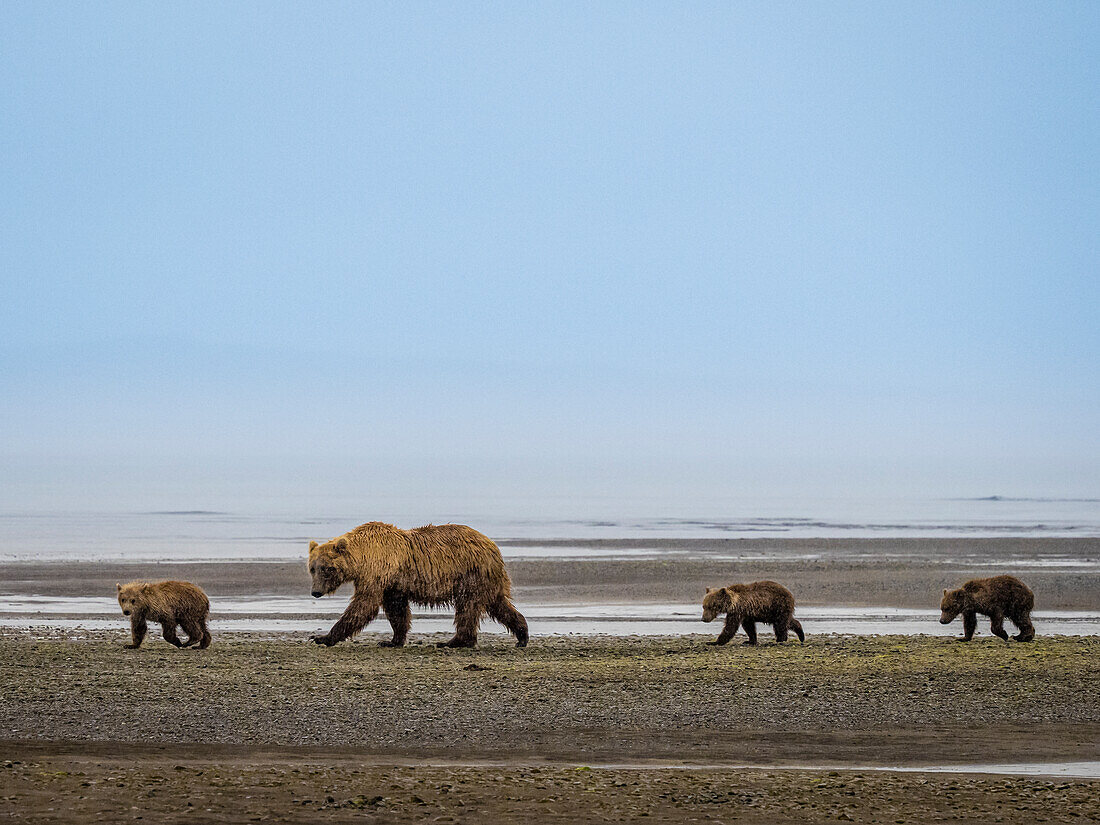 oMom with three cubs nursing, Coastal Brown Bears (Ursus arctos horribilis) walking across mudflats, Katmai National Park and Preserve, Alaska