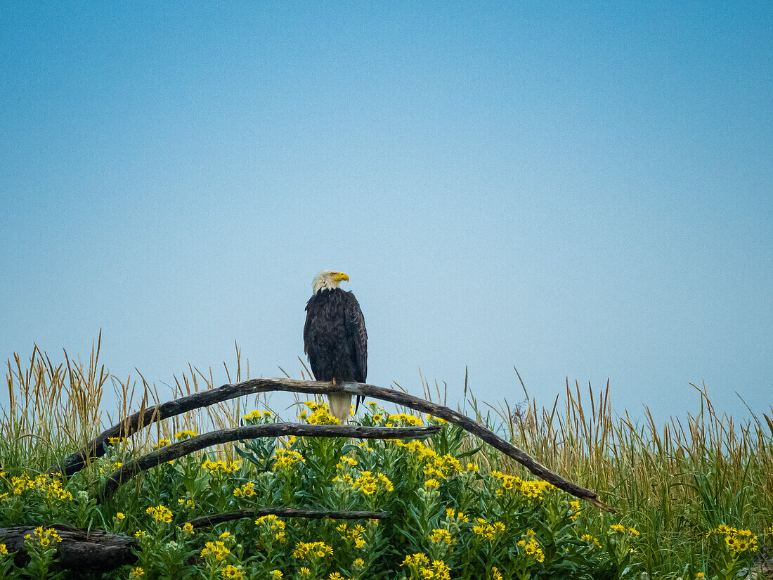 Weißkopfseeadler (Haliaeetus leucocephalus) über den Wildblumen am Strand in der Hallo Bay, Katmai National Park, Alaska