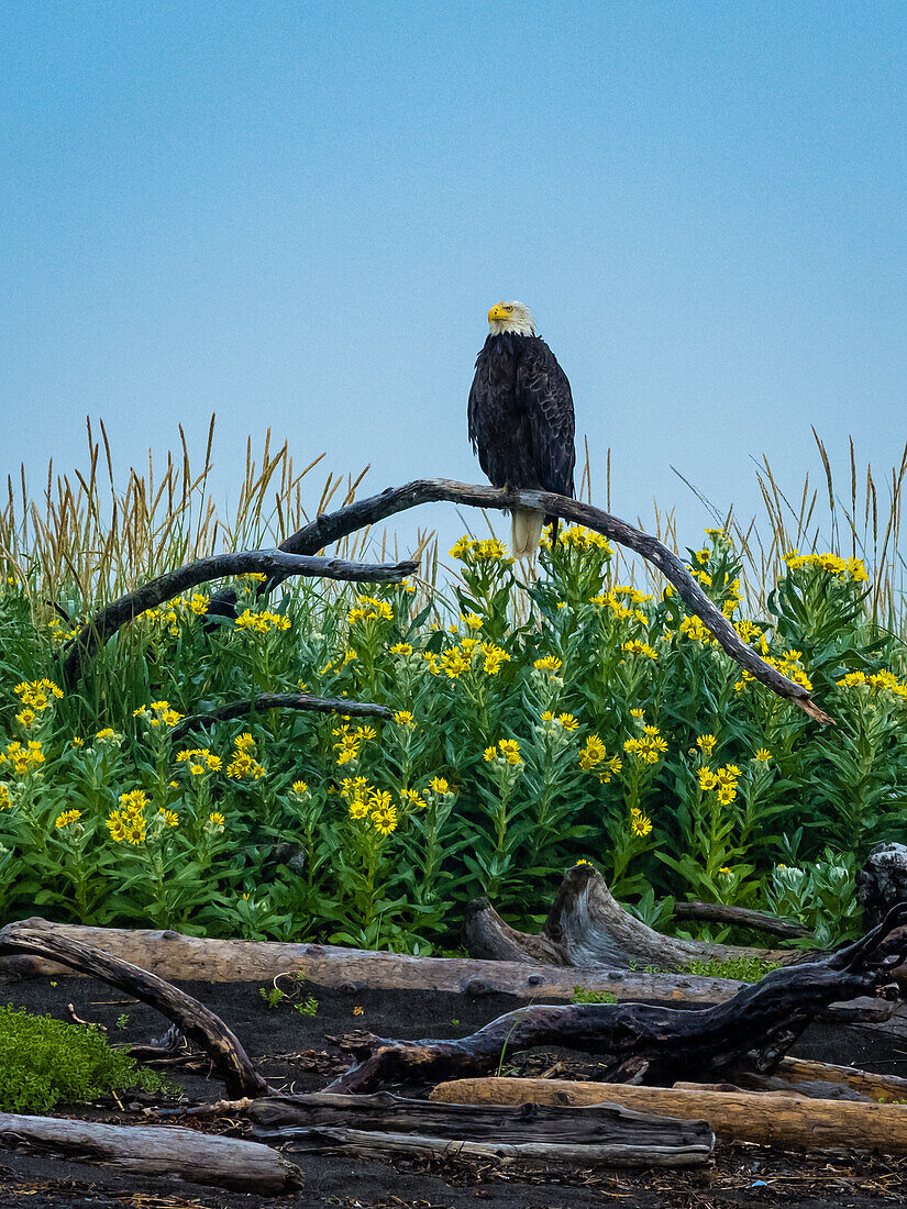 Weißkopfseeadler (Haliaeetus leucocephalus) über den Wildblumen am Strand in der Hallo Bay, Katmai National Park, Alaska