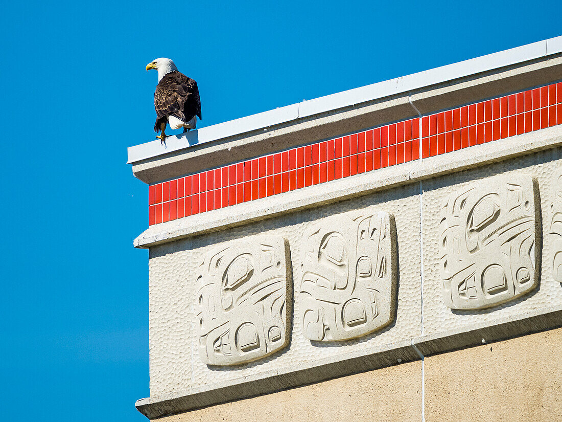 Bald Eagle (Haliaeetus leucocephalus) sits on building with Native art, Juneau, Alaska's Inside Passage