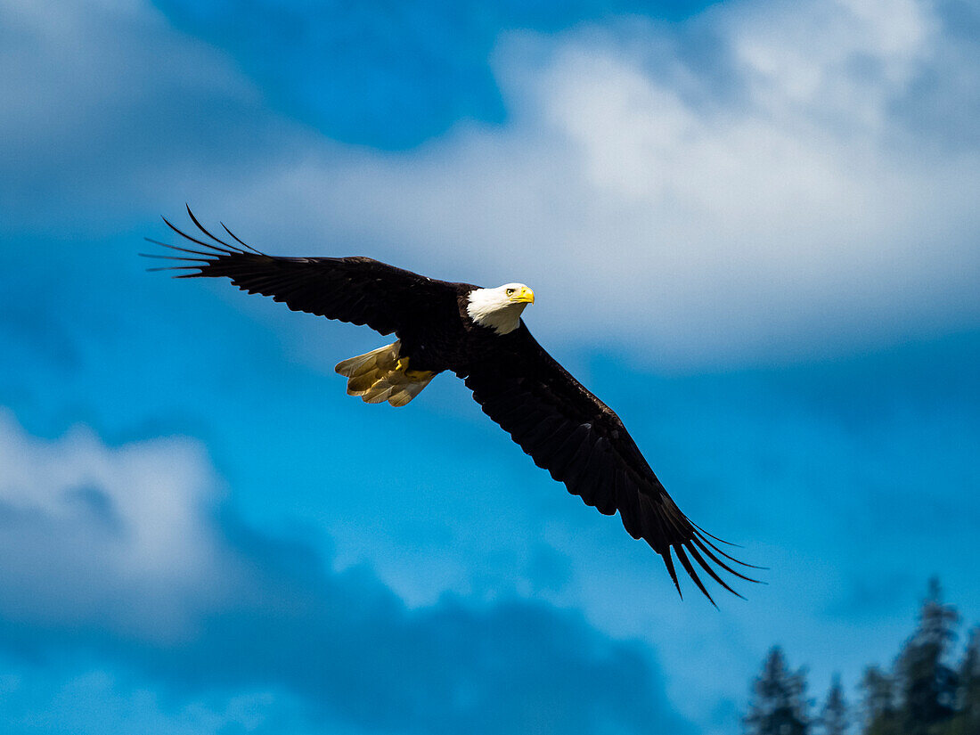 Weißkopfseeadler (Haliaeetus leucocephalus) im Flug über dem Fish Creek in der Inside Passage von Juneau, Alaska