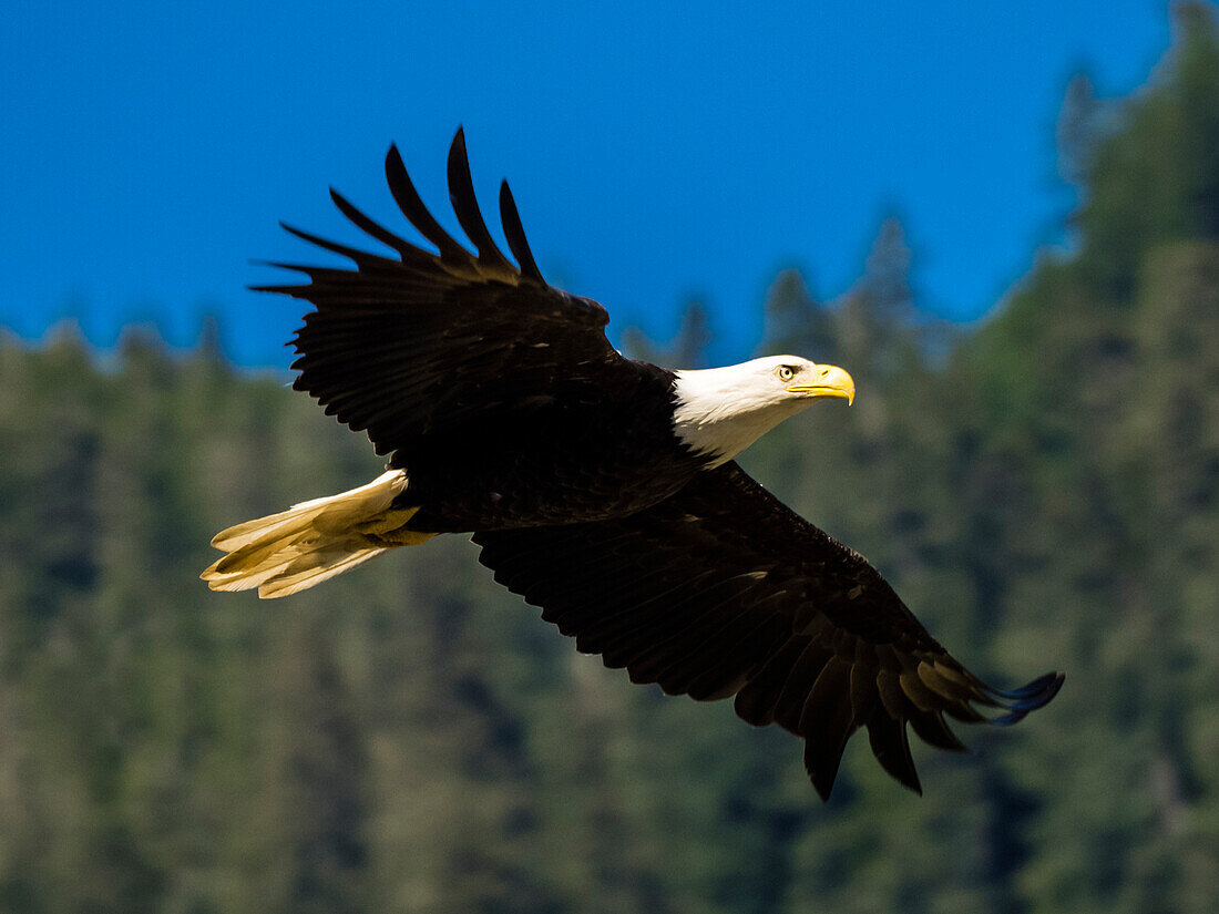 Weißkopfseeadler (Haliaeetus leucocephalus) im Flug über dem Fish Creek in der Inside Passage von Juneau, Alaska