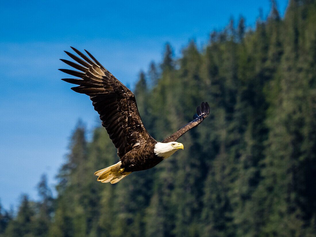 Weißkopfseeadler (Haliaeetus leucocephalus) im Flug über dem Fish Creek in der Inside Passage von Juneau, Alaska