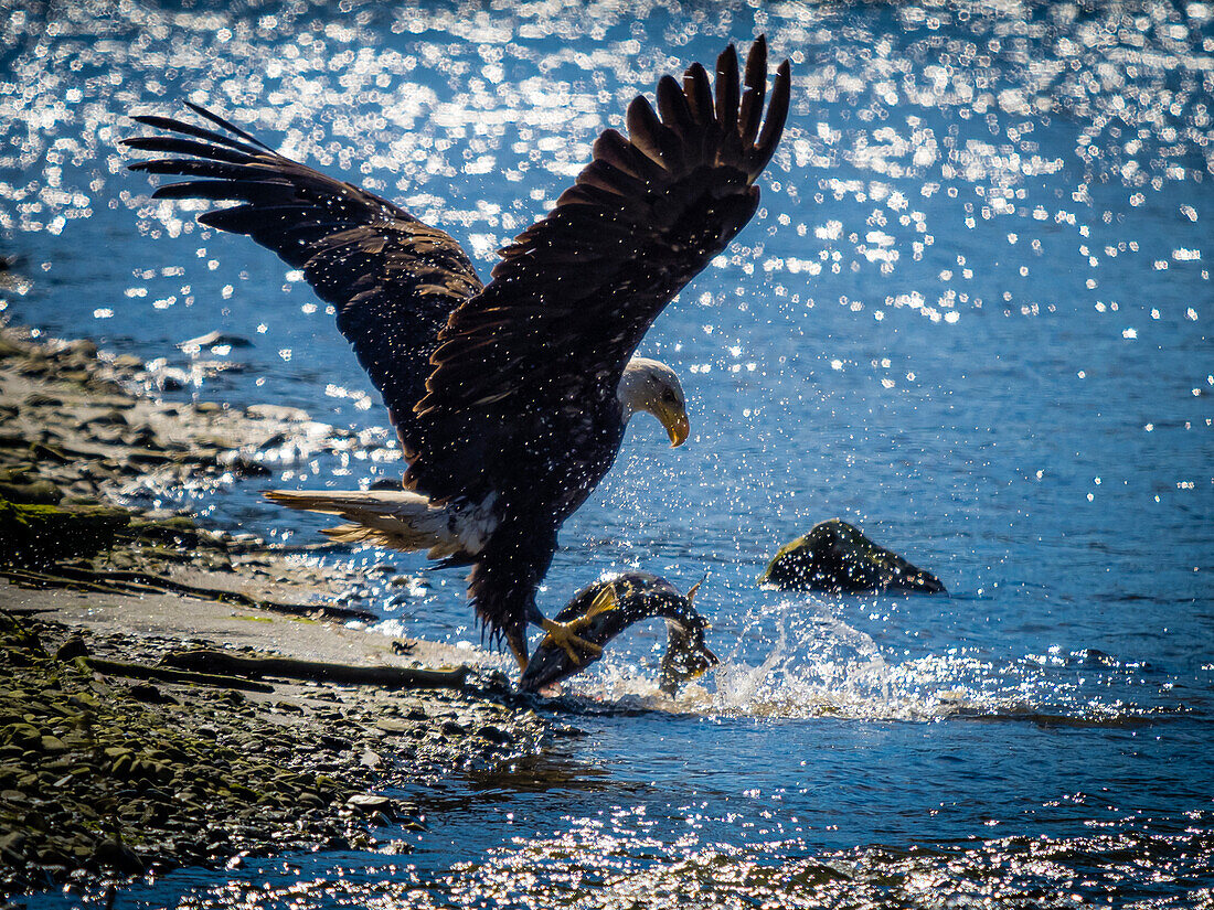 Weißkopfseeadler (Haliaeetus leucocephalus) beim Fischen an den Ufern der Auk Bay in der Nähe von Juneau, Alaskas Inside Passage