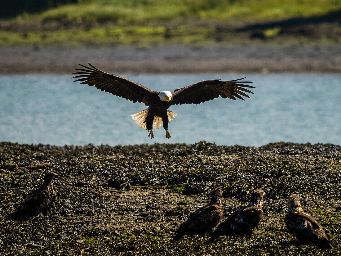 Bald Eagle (Haliaeetus leucocephalus) fishing along the shores of Auk Bay near Juneau, Alaska's Inside Passage