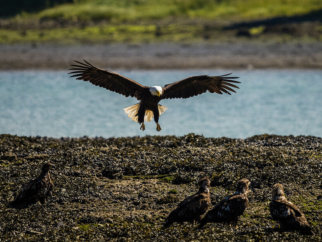 Weißkopfseeadler (Haliaeetus leucocephalus) beim Fischen an den Ufern der Auk Bay in der Nähe von Juneau, Alaskas Inside Passage