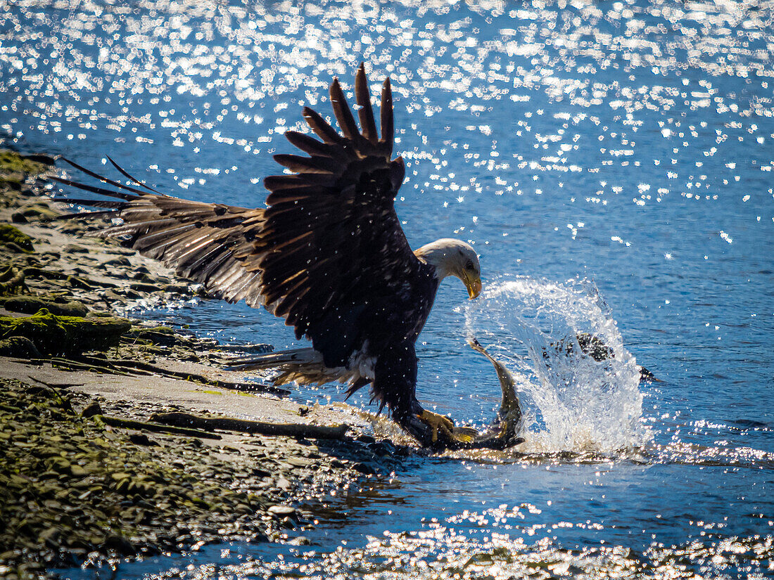 Bald Eagle (Haliaeetus leucocephalus) fishing along the shores of Auk Bay near Juneau, Alaska's Inside Passage