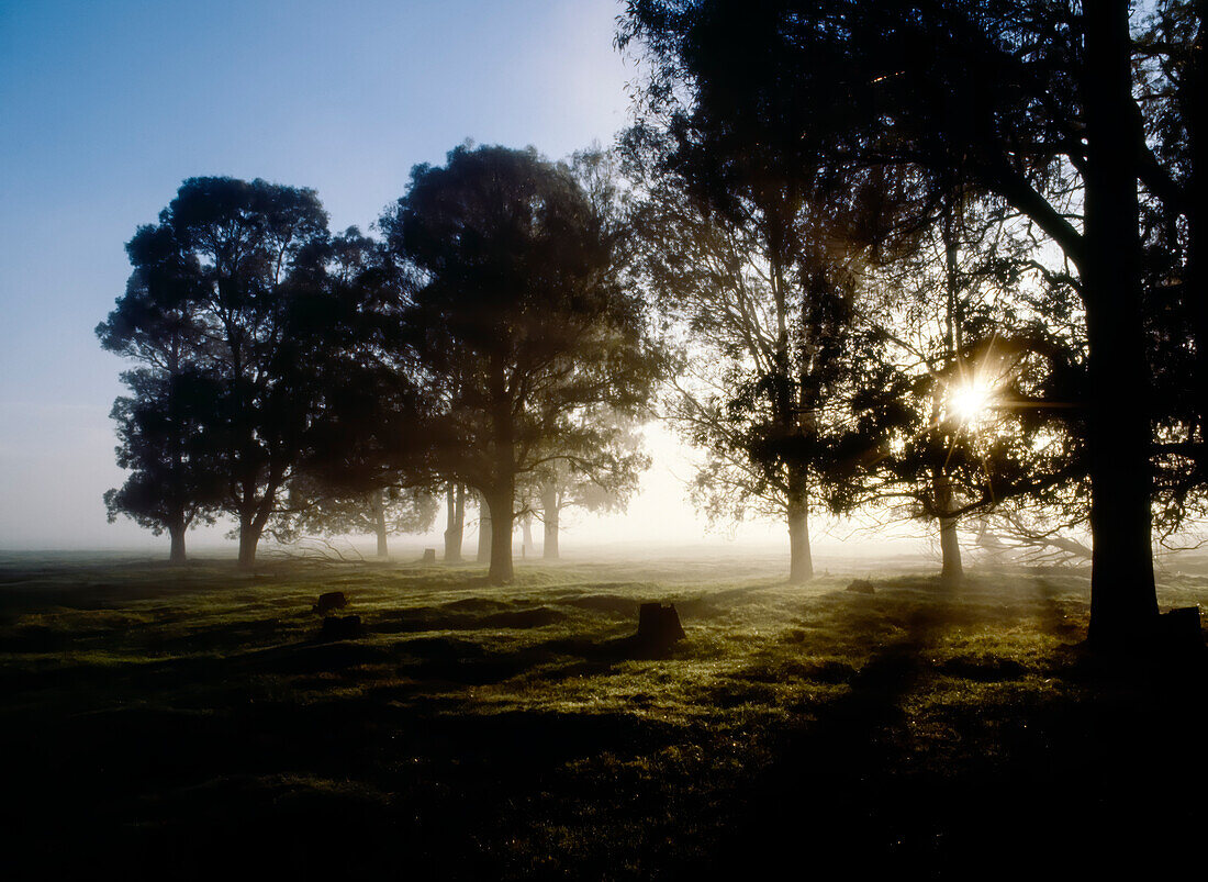 Nebel und Morgensonne scheinen durch Bäume