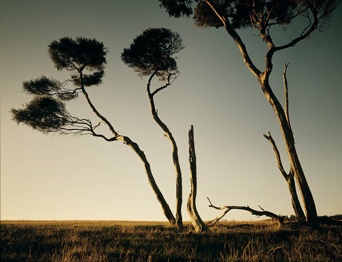 Sun shining on old trees in barren landscape