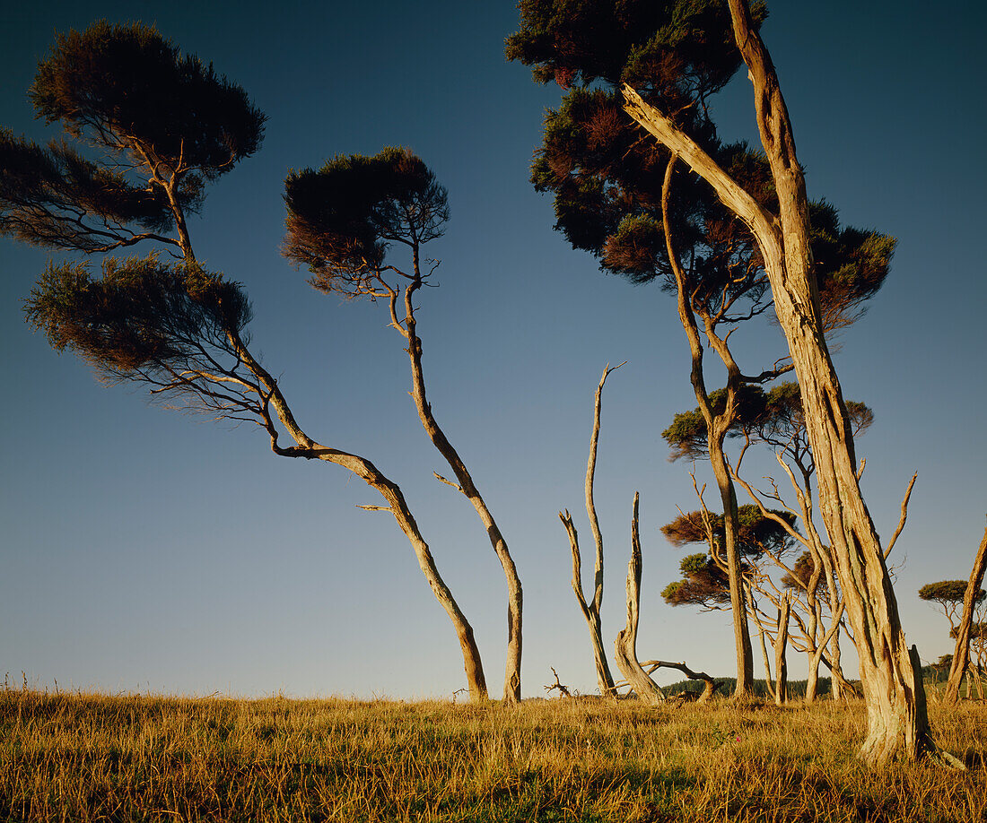 Sun shining on old trees in barren landscape