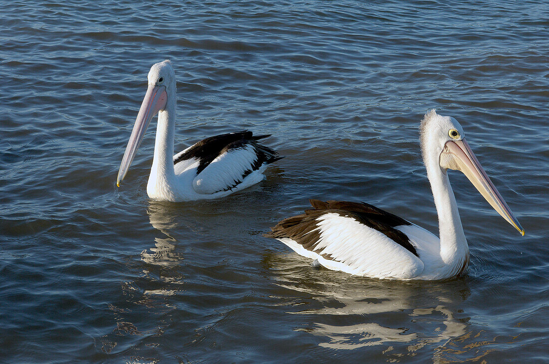 Zwei Pelikane, die auf dem Wasser schwimmen