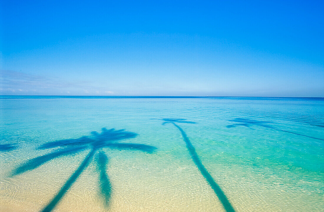 Schatten von Palmen im tropischen Wasser