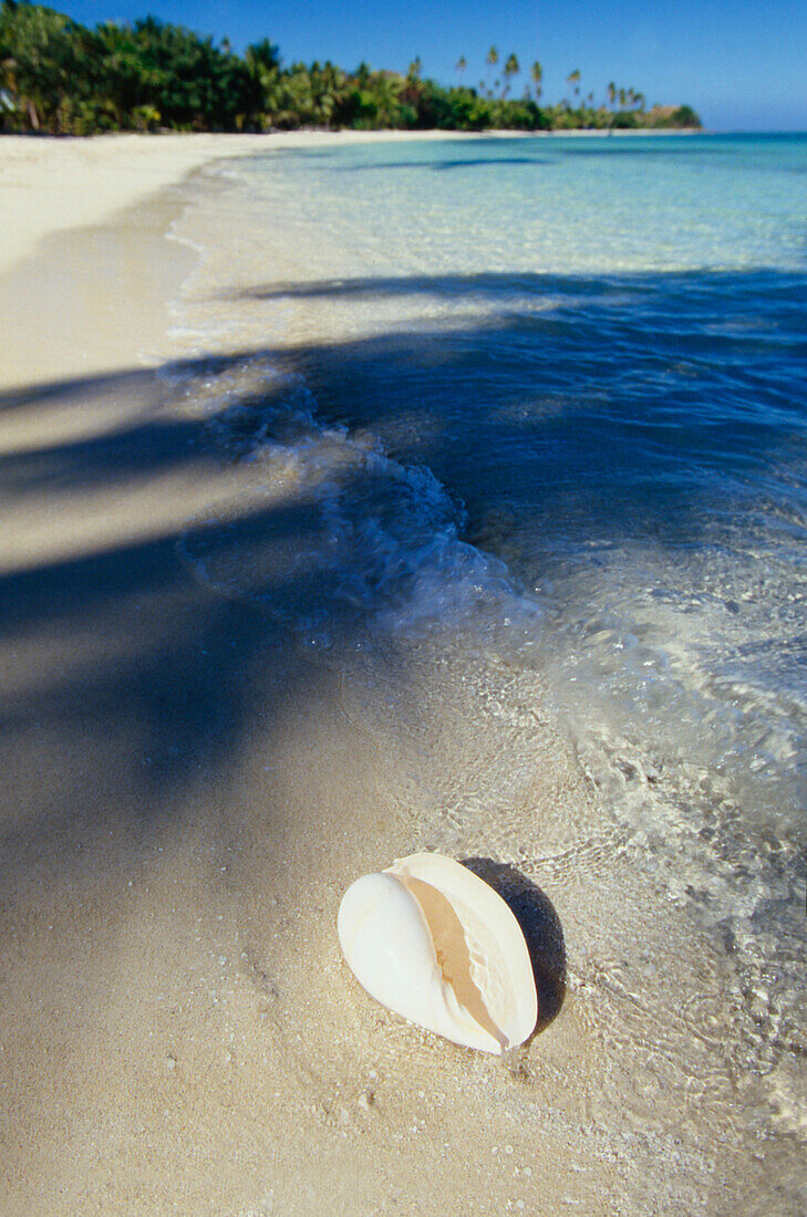 Large shell on beach of tropical island at waters edge and waves lapping