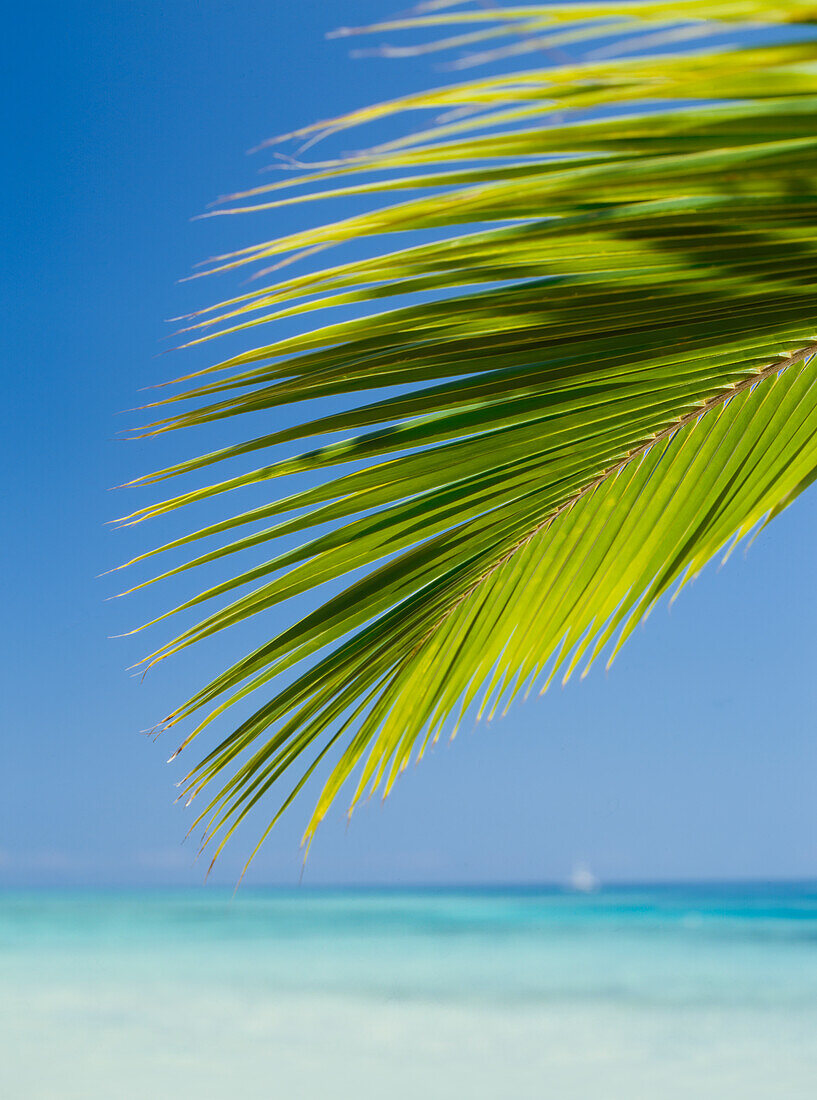 Blick hinter Palmenwedel zum tropischen Ozean
