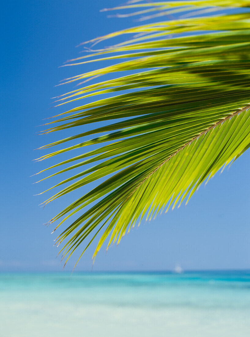 Looking past palm frond to tropical ocean