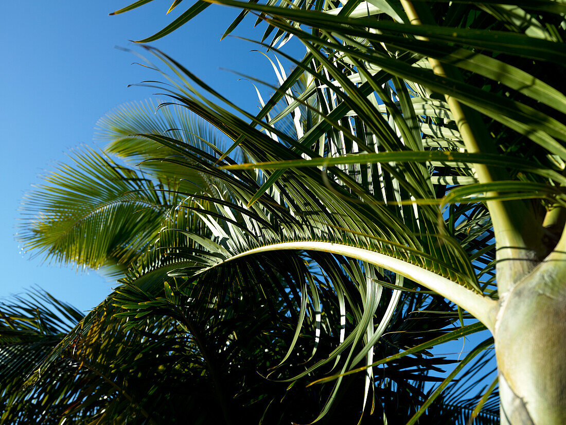 Blick nach oben zur Spitze der Palme gegen den blauen Himmel