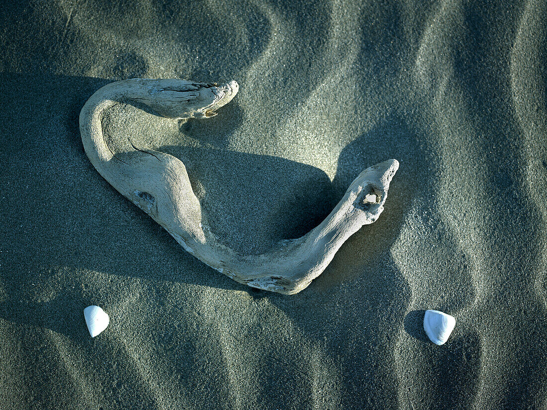 Treibholz und weiße Muscheln auf gekräuseltem Sand