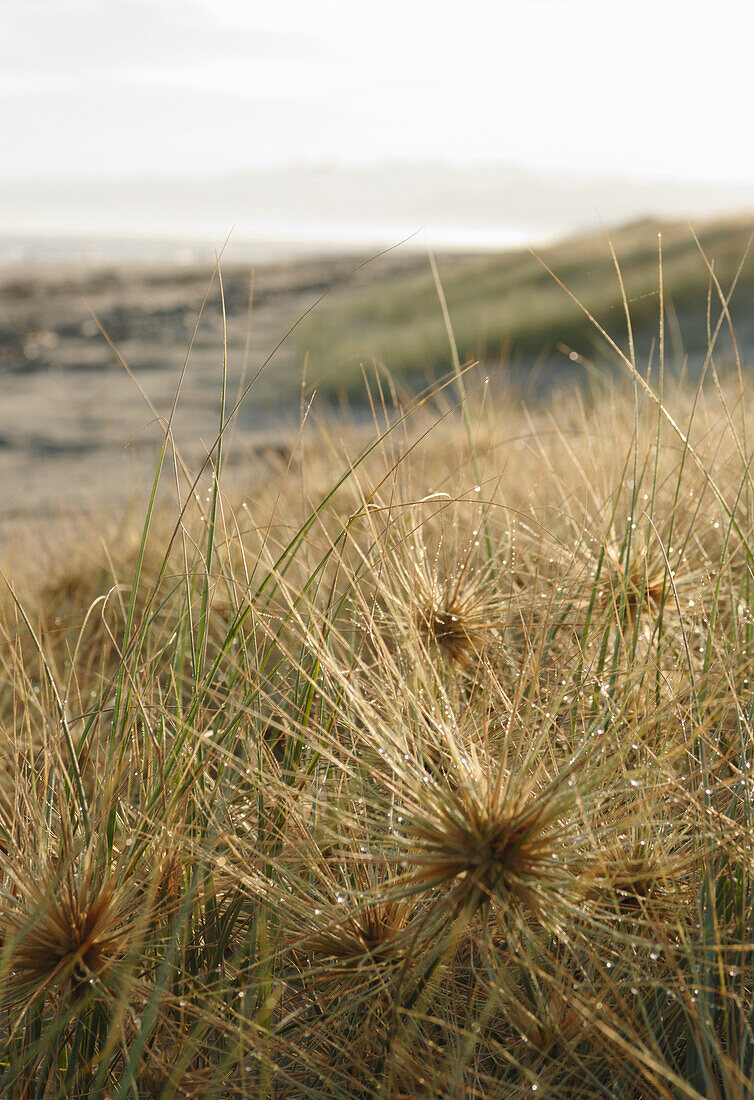 looking through spinifex grass at rough coastal line Matata