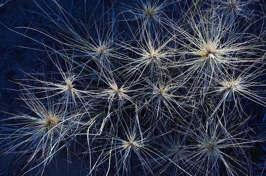 Cold light shining on spinifex grass heads on sandy surface