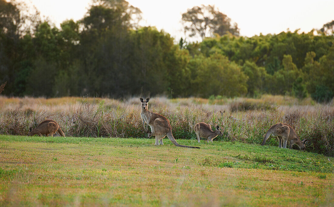 Four Kangaroos grazing on grassy field