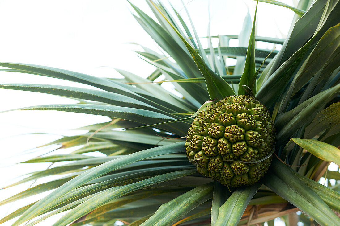 Fruit on the Screw Palm and leaves