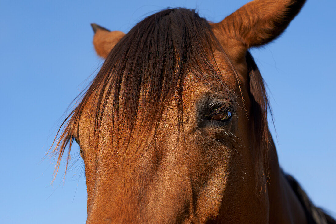 Close up of horse's head against blue sky