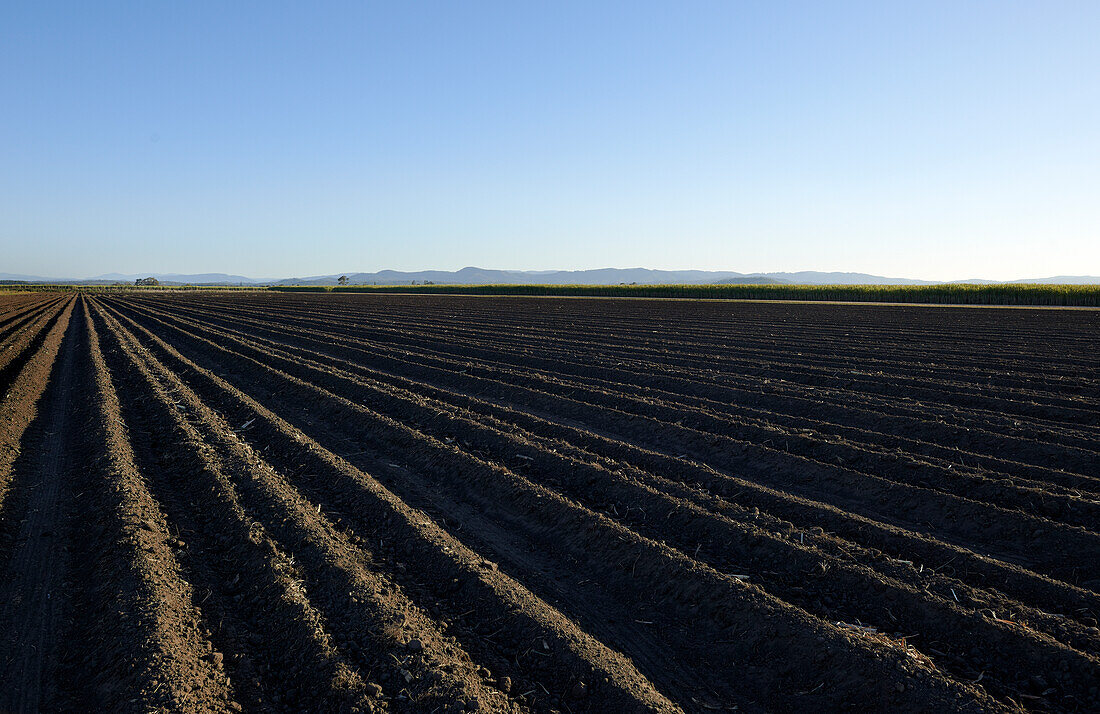 Prepared rows of soil for the planting of young sugarcane plants