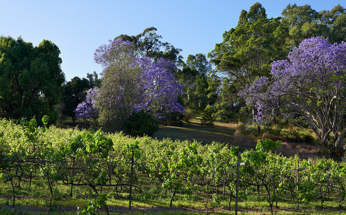 Blühende Jacaranda-Bäume und Hinterhof-Weinberg