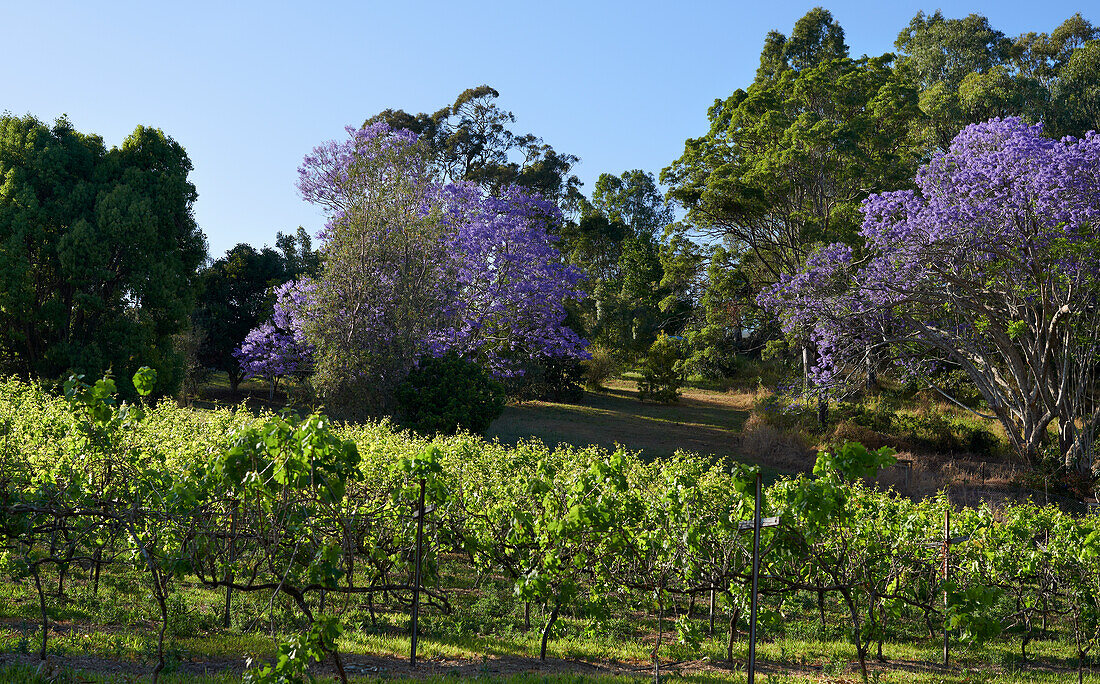 Flowering Jacaranda Trees and backyard vineyard
