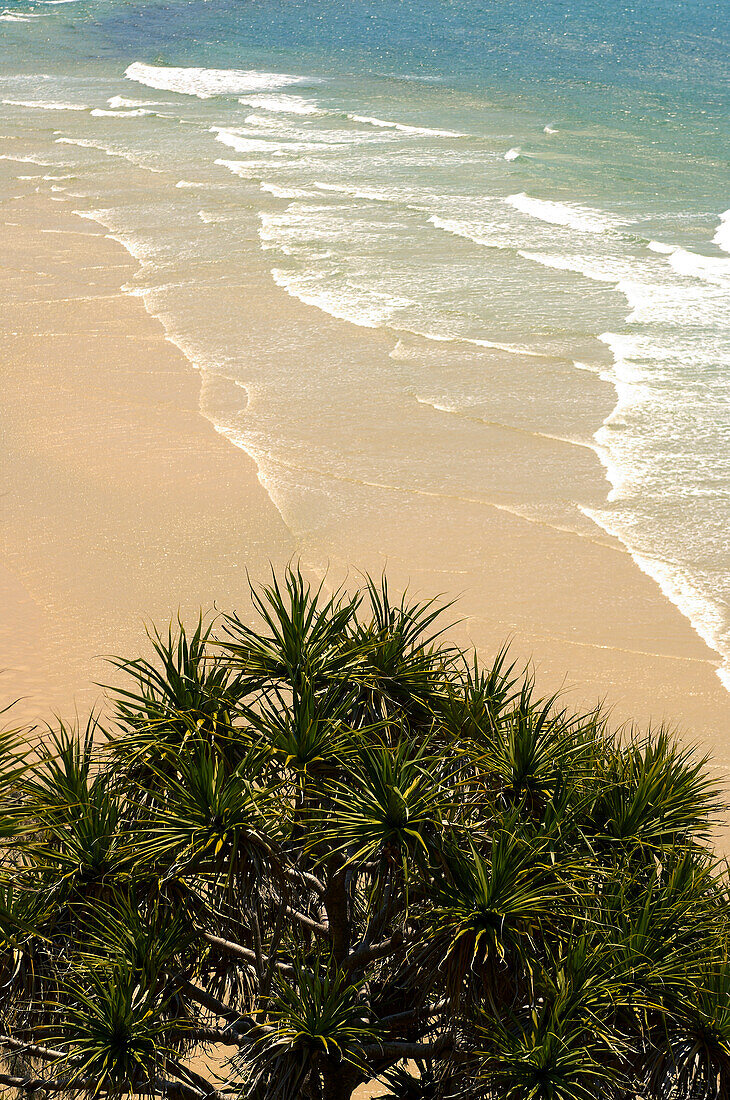 Blick über die Pandanus-Palme auf die Wellen, die auf den Strand von Fraser Island - Queensland schwappen