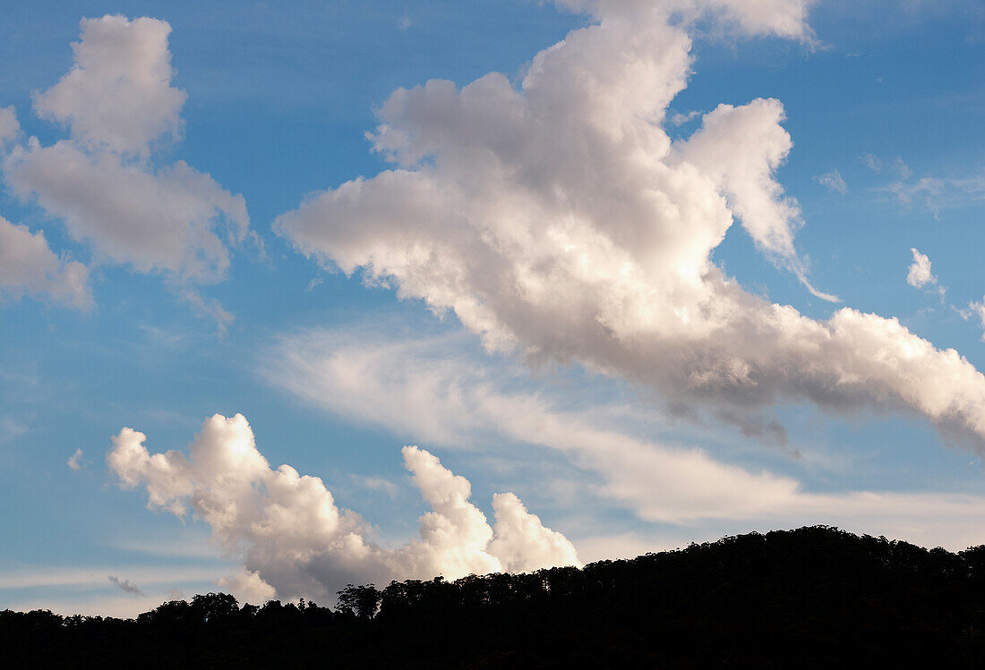 Wolken im blauen Himmel über Baumwipfeln