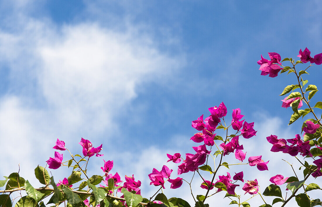 Spitzen der Bougainvillea-Rebe, die mit magentafarbenen Blumen gegen den blauen Himmel bedeckt sind