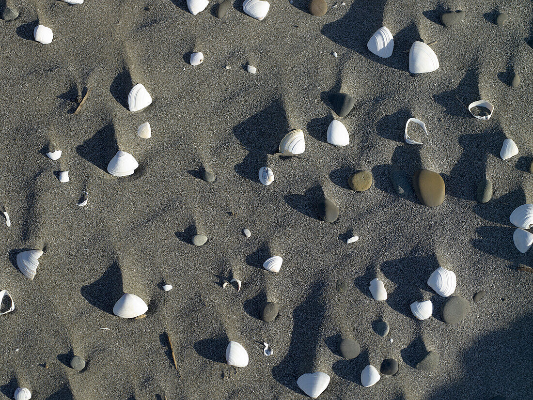 Eine Vielzahl von Muscheln und Kieselsteinen auf grauem Sand