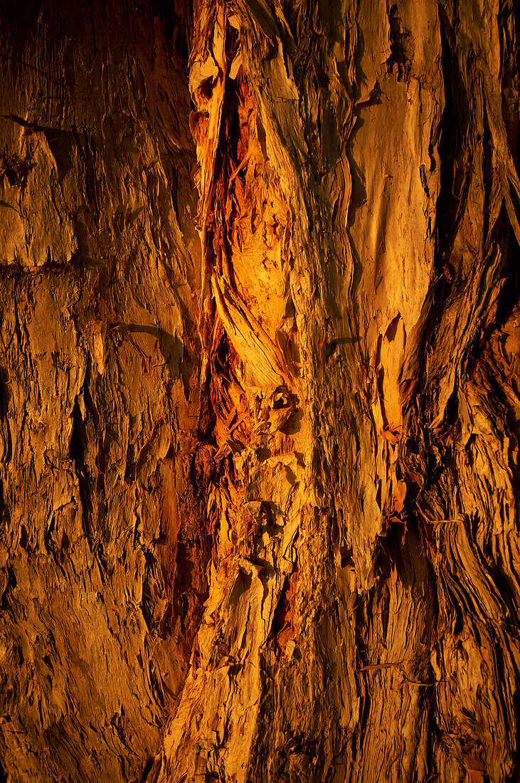 Close up of sun shining on bark of tree