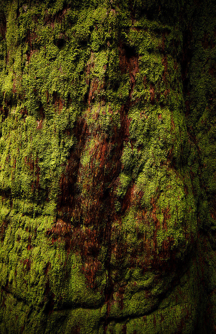 Close up of green moss growing on tree trunk