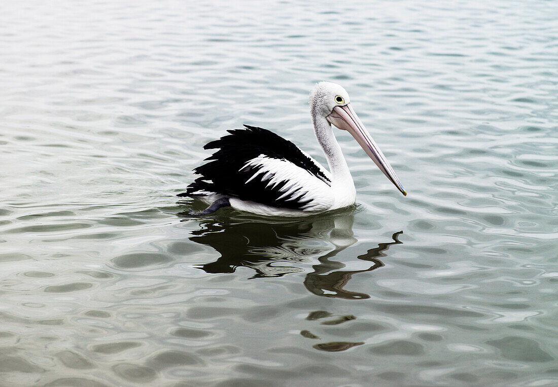 Pelikan, der auf plätscherndem Wasser paddelt