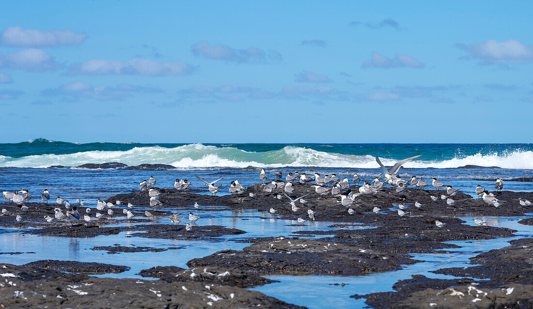 Crested Tern Colony at Flat Rock, Ballina