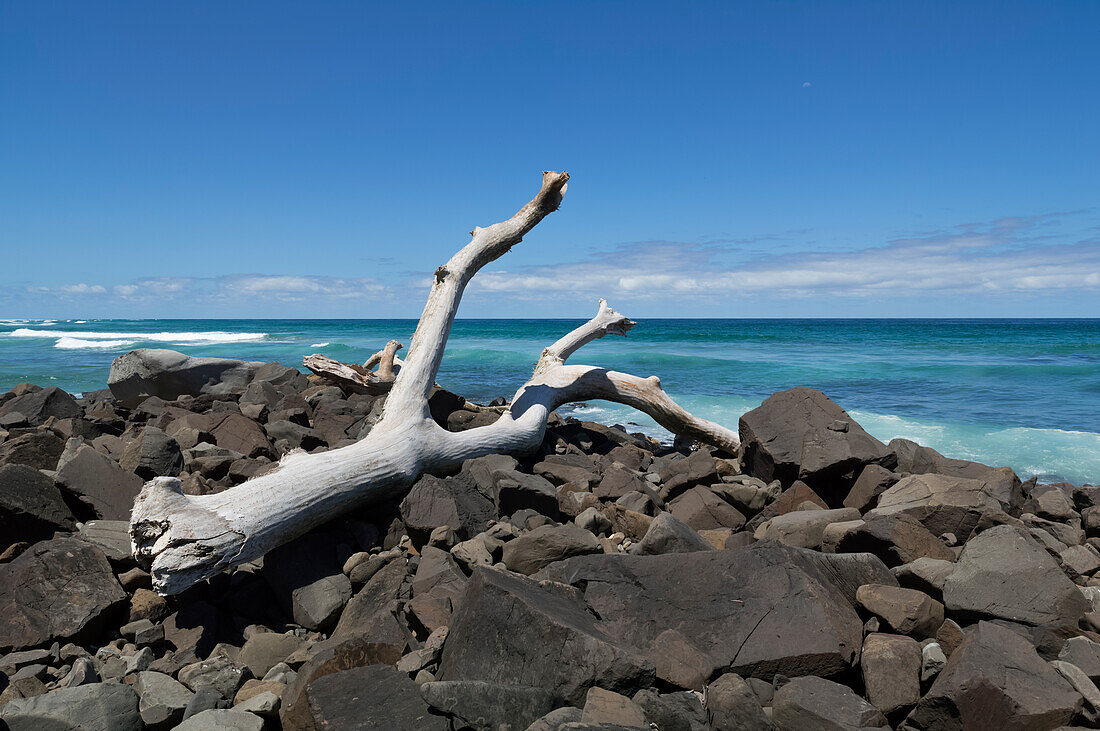 Large piece of dritwood on rocks at Ballina Head