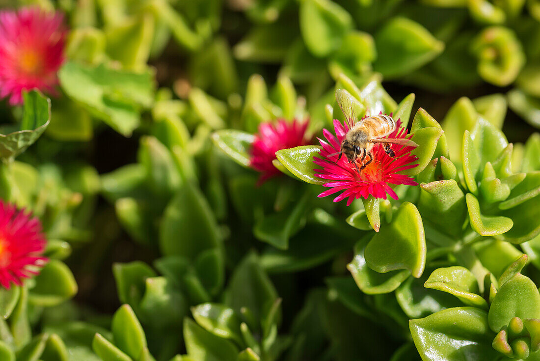 Bee on crimson flower of heart leaf ice plant